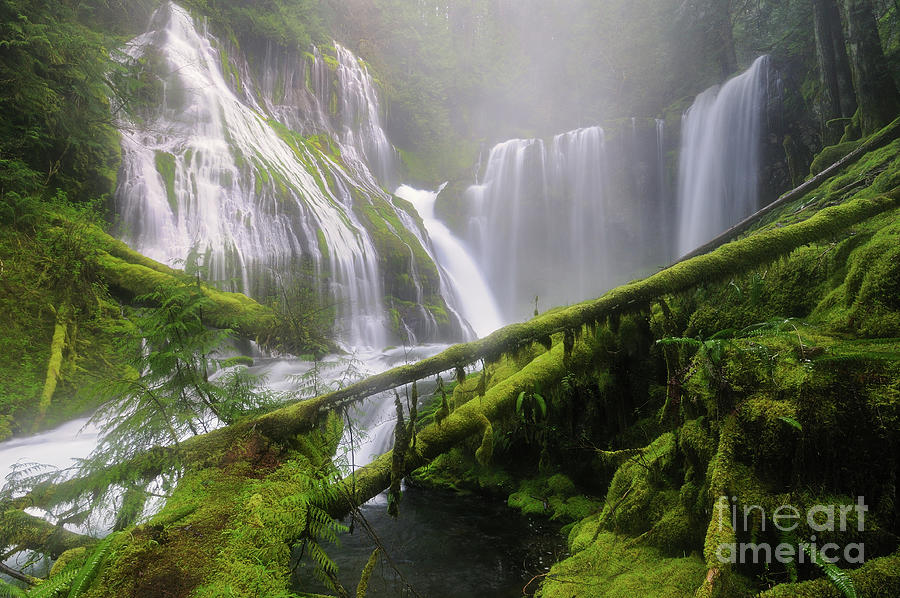 Mist and Fog at Panther Creek Falls Photograph by Tom Schwabel