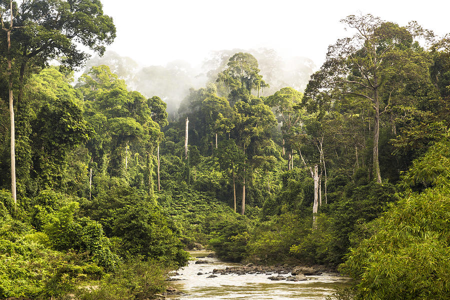 Mist and river through tropical rainforest, Sabah Photograph by Peter Adams