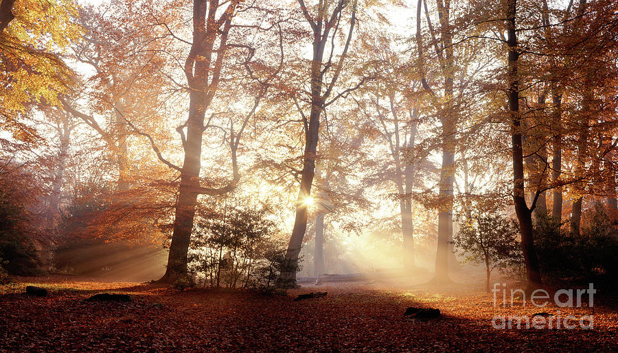 Mist and sunbeams in the New Forest Photograph by Warren Photographic