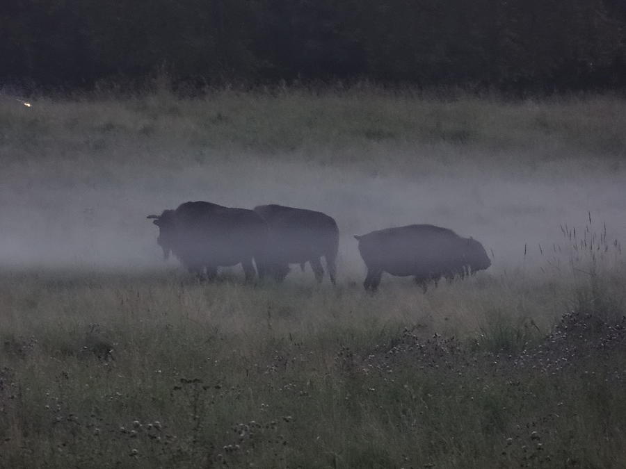 Mist bison 1 Photograph by Lisa Mutch