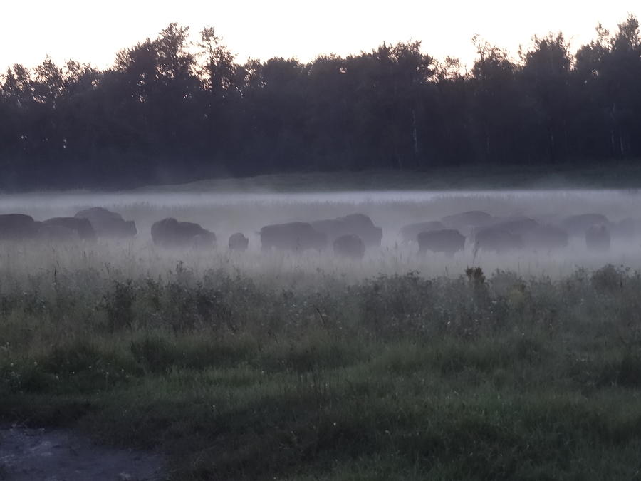 Mist bison 2 Photograph by Lisa Mutch