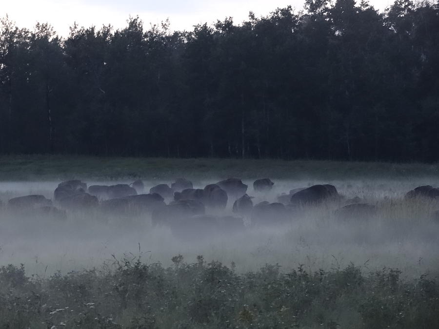 Mist bison 3 Photograph by Lisa Mutch