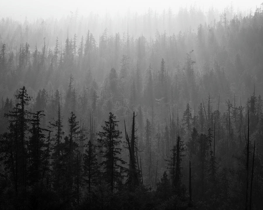 Mist in the forest Photograph by Murray Rudd