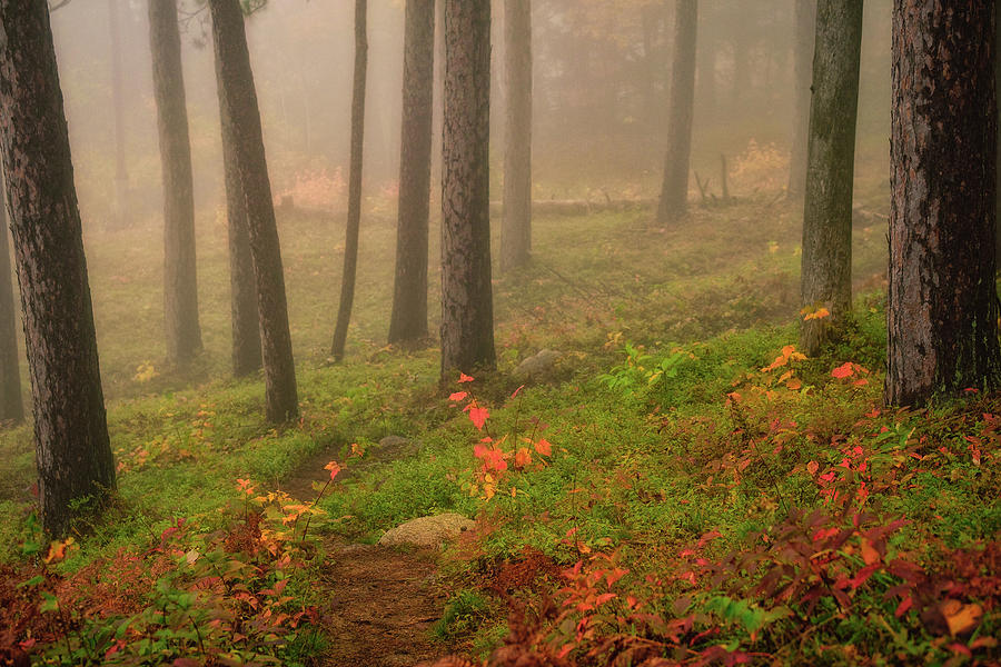 Mist In The Glade. Photograph by Jeff Sinon