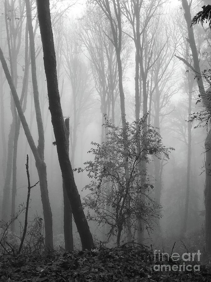 Forest Mist Photograph by Charlene Mitchell