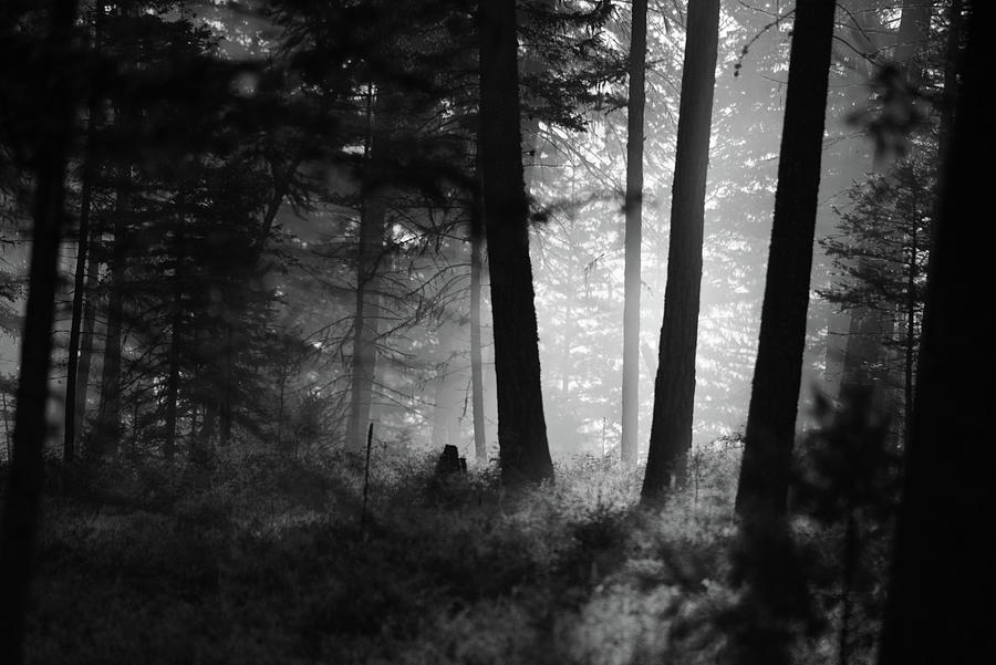 Mist Of The Forest Photograph