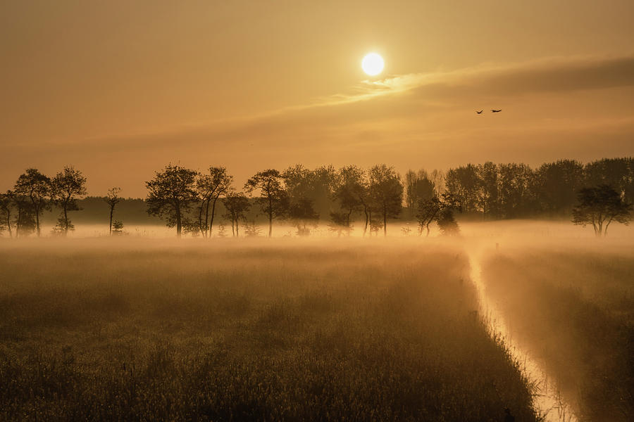 Mist on a grassland in the Netherlands at sunrise Photograph by Anges Van der Logt