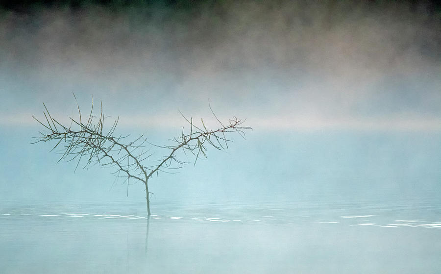 Mist on the Pond 5850-112319 Photograph by Tam Ryan