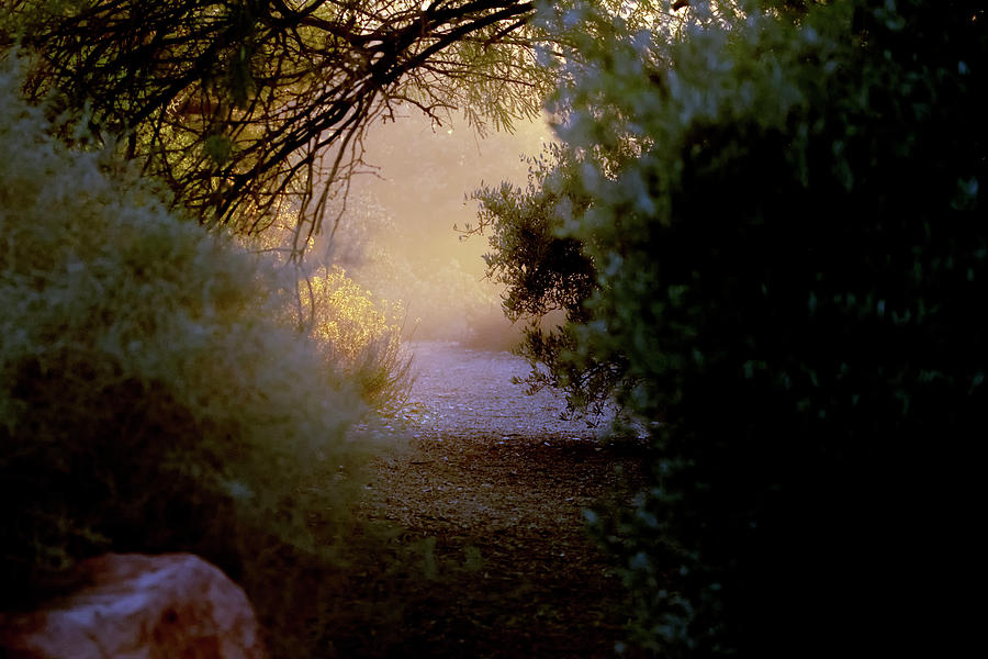 Tree Photograph - Mist on the Trail 2818-010620 by Tam Ryan