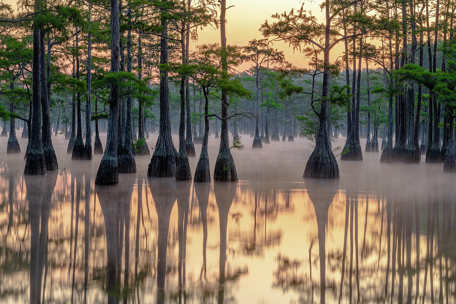 Mist Rising at Dawn - Cypress Lake Photograph by Eric Albright