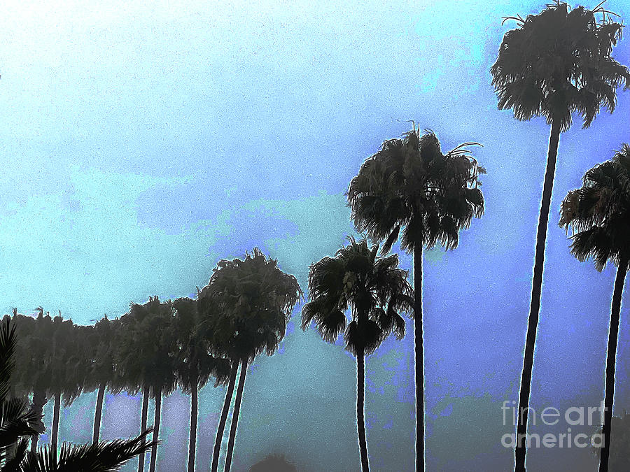 Misted Palm Trees Photograph by Katherine Erickson