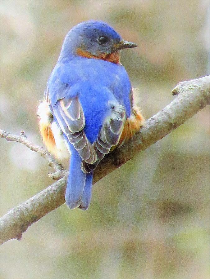 Mister Blue Bird  Photograph by Lori Frisch