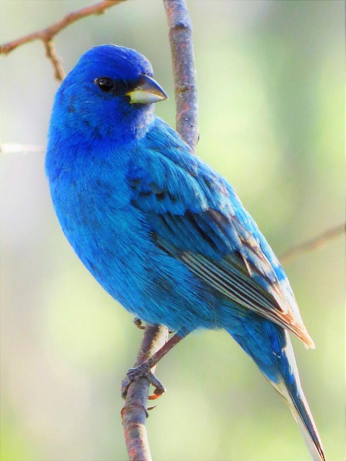 Mister Bunting Photograph by Lori Frisch - Fine Art America