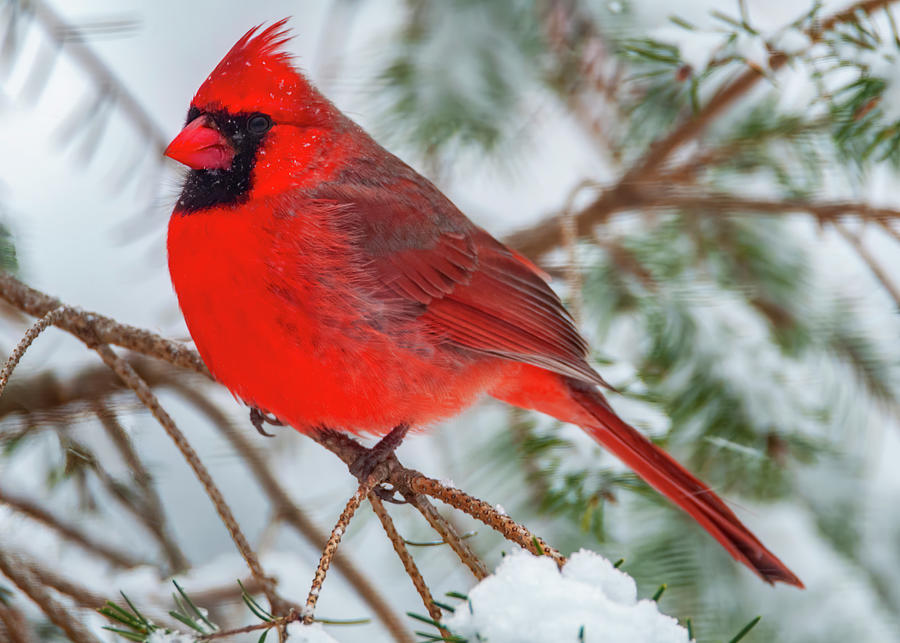 Mister Cardinal Photograph by Cathy Kovarik
