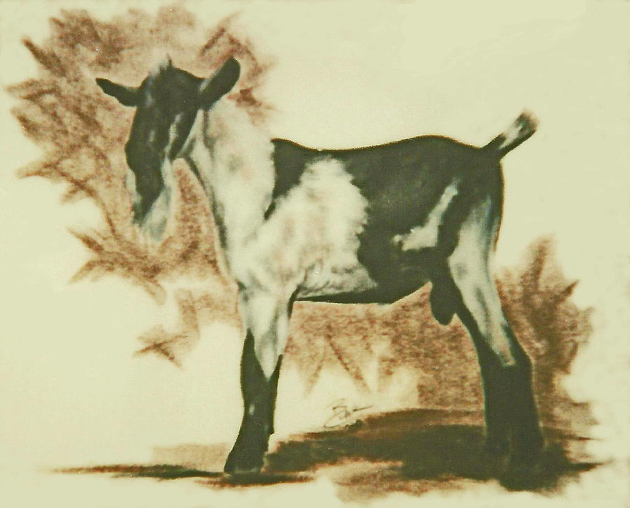 Mister Goat Pastel by Barbara Keith