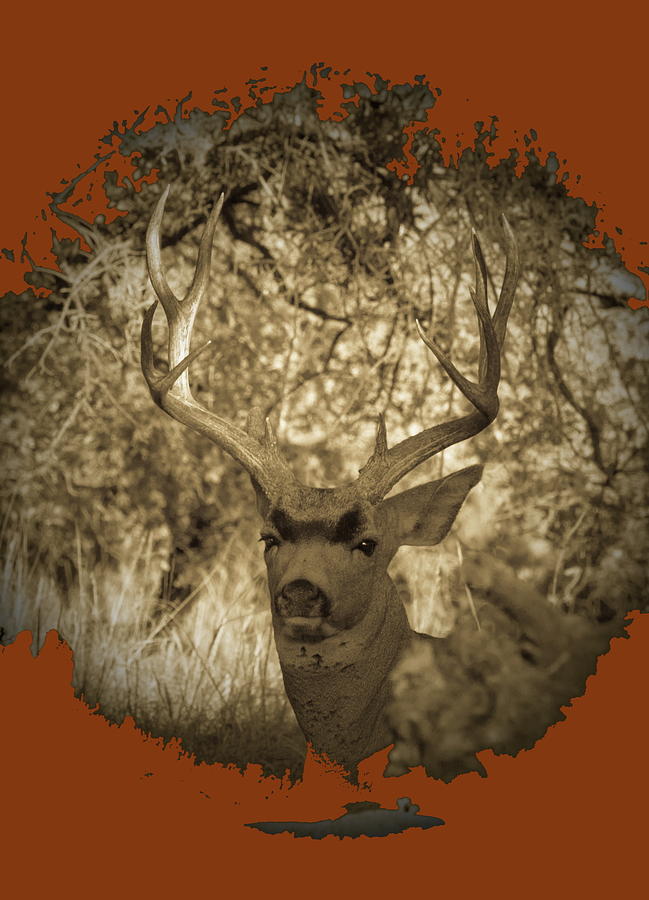 Mister - Mule Deer Buck 4 Antiqued V Photograph by Renny Spencer