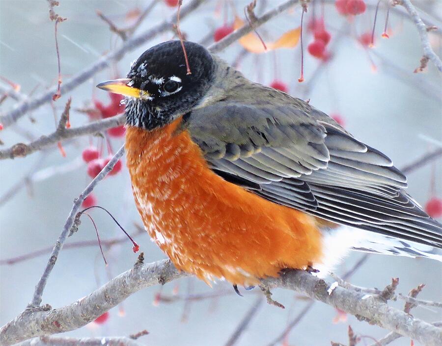 Bird Photograph - Mister Robin in the Crabapple Tree  by Lori Frisch