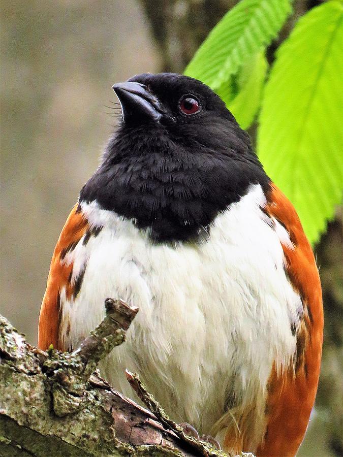 Mister Towhee  Photograph by Lori Frisch