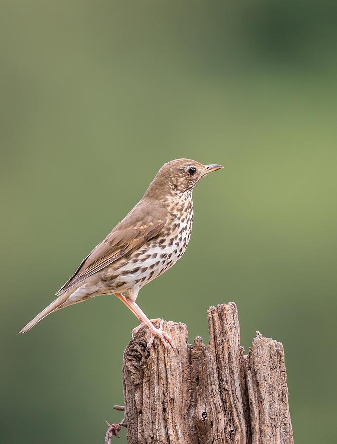 Mistle Thrush on wooden post, UK Photograph by Images from BarbAnna