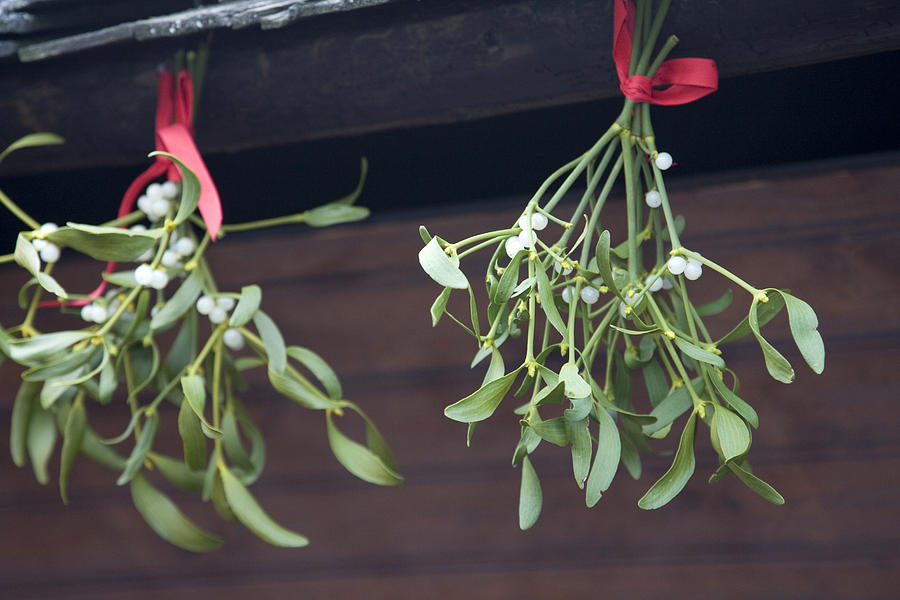 Mistletoe Photograph by AYImages