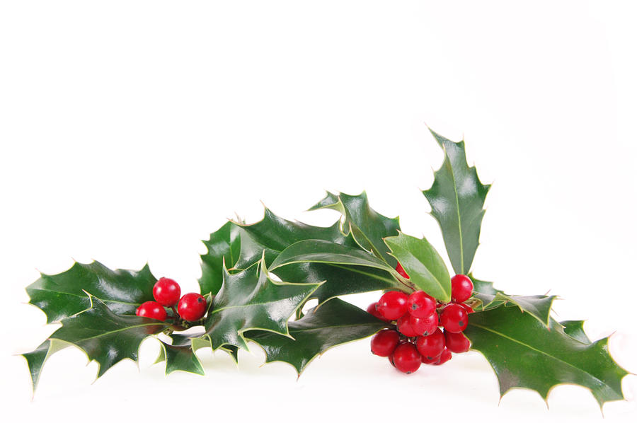 Mistletoe during Christmas on white background Photograph by Itographer