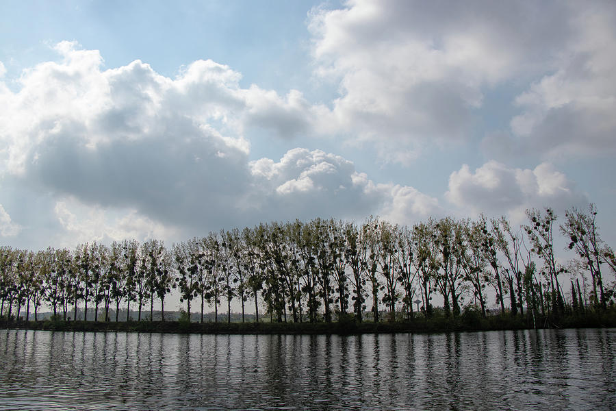 Mistletoe in Spring trees along the river Seine Photograph by Avenue Des Images Mistletoe in Spring trees along the river Seine Photograph by Avenue Des Images