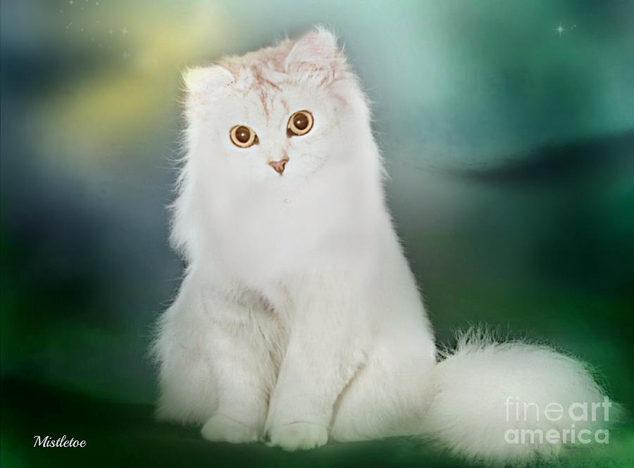 White Cat Mixed Media - Mistletoe, the Silver Shaded Chinchilla by Morag Bates