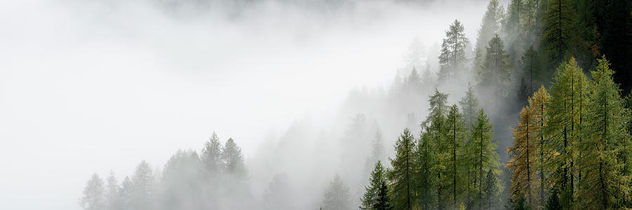 Misty alpine forest italian alps Photograph by Sonny Ryse