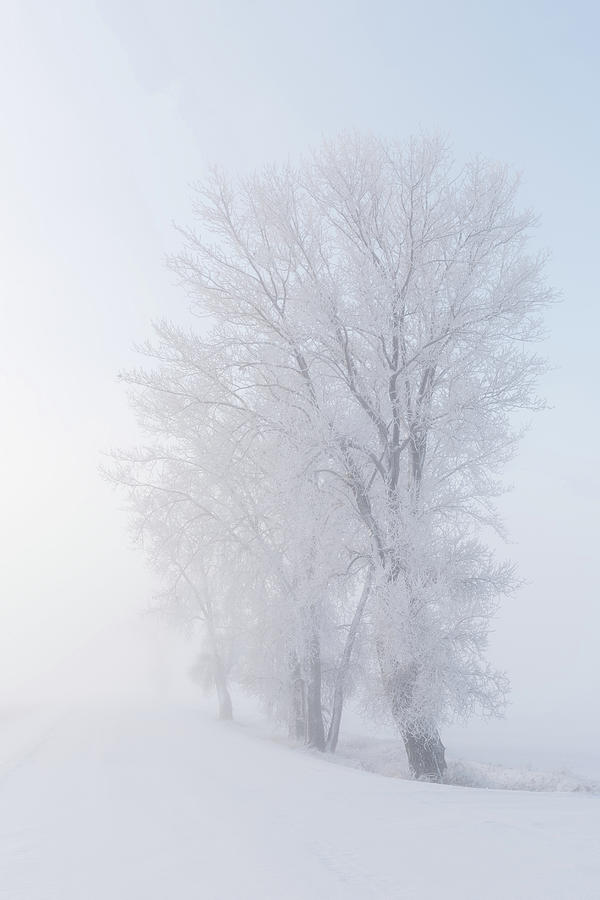 Misty and Frosty Sunrise  Photograph by Nebojsa Novakovic