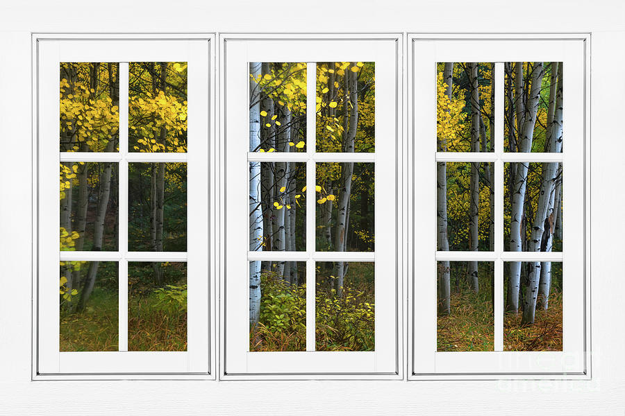 Misty Aspen Forest White Picture Window Frame View Photograph