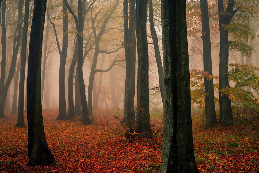 Misty Autumn Forest Photograph by Evgeni Dinev