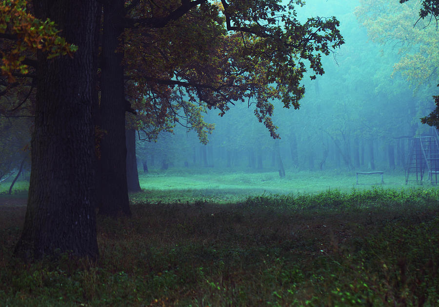 Misty Autumn Forest With A Glade Photograph by Iuliia Malivanchuk