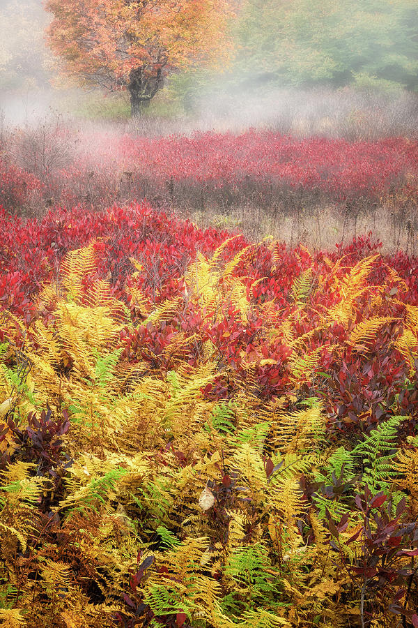 Misty Autumn Magic Photograph by C  Renee Martin
