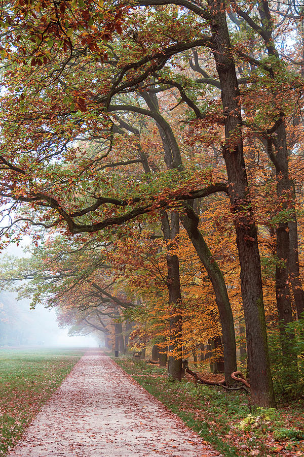 Misty Autumn Park Photograph by Jenny Rainbow