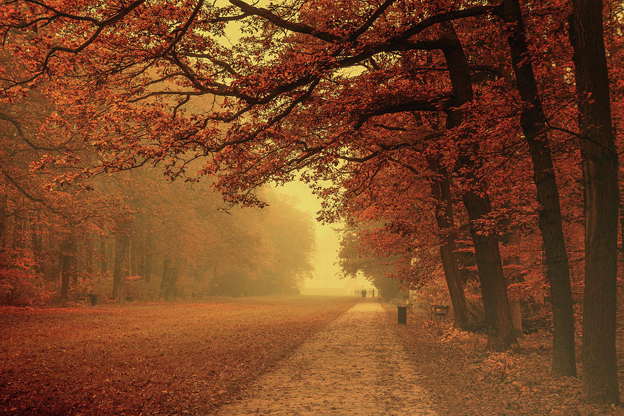 Misty Autumn Park Vintage Photograph by Jenny Rainbow