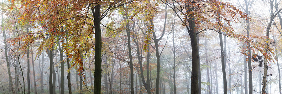 Misty Autumn woodland in Yorkshire Photograph by Sonny Ryse