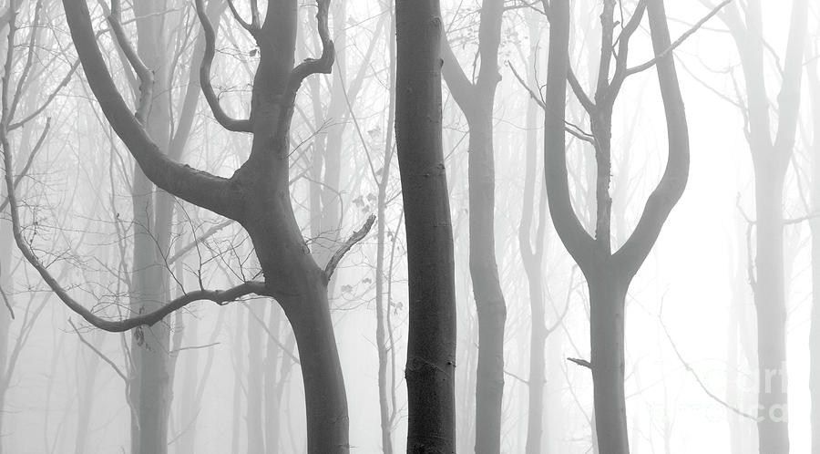 Misty Beech Wood #2 Photograph by Janet Burdon