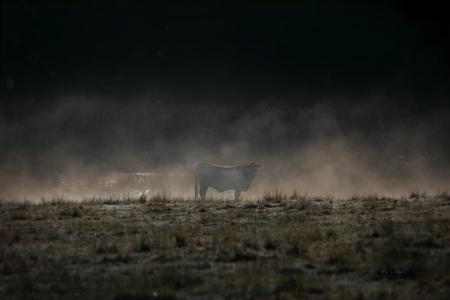 Misty Cow Photograph by Bill Posner