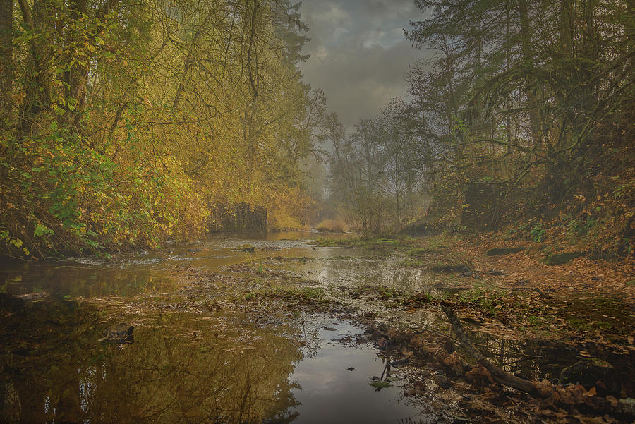 Misty Creek Photograph by Bill Posner
