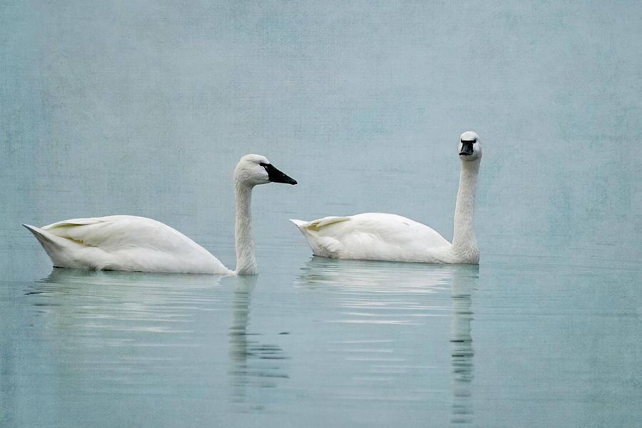 Swan Photograph - Misty Evening Tundra Swans by Fon Denton