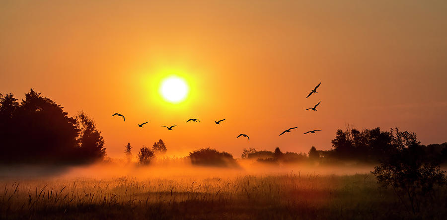 Sunset Photograph - Misty Fire Sunrise Geese at Whittlesey Preserve by Patti Deters