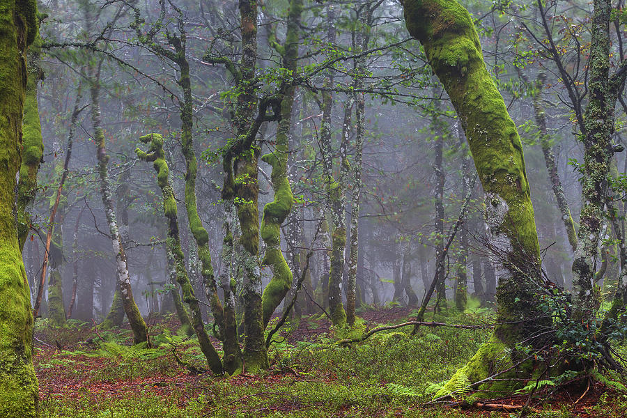 Misty forest - 2 - Vosges - France Photograph by Paul MAURICE