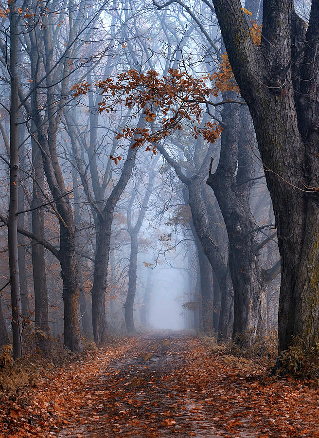 Misty Forest, Alley Trees Photograph