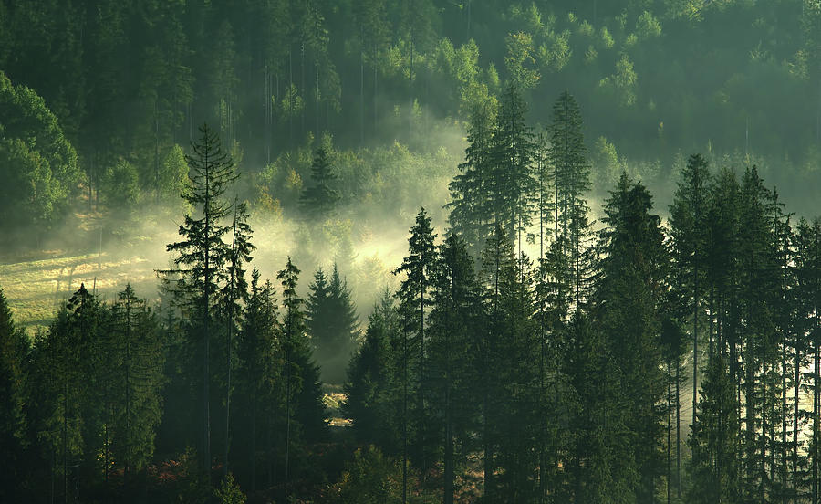 Misty Forest Photograph