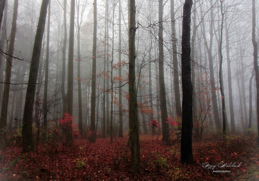 Misty Forest Photograph by Mary Walchuck