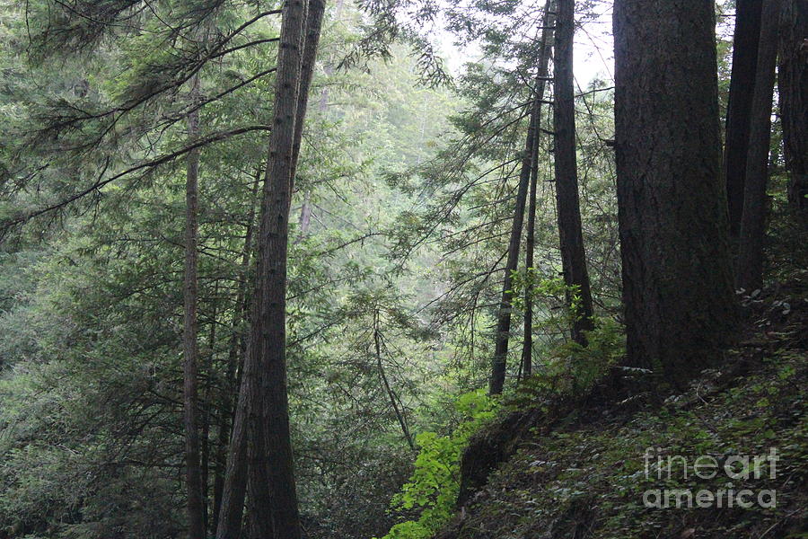 Tree Photograph - Misty Forest Near the Coast by Martha Sherman