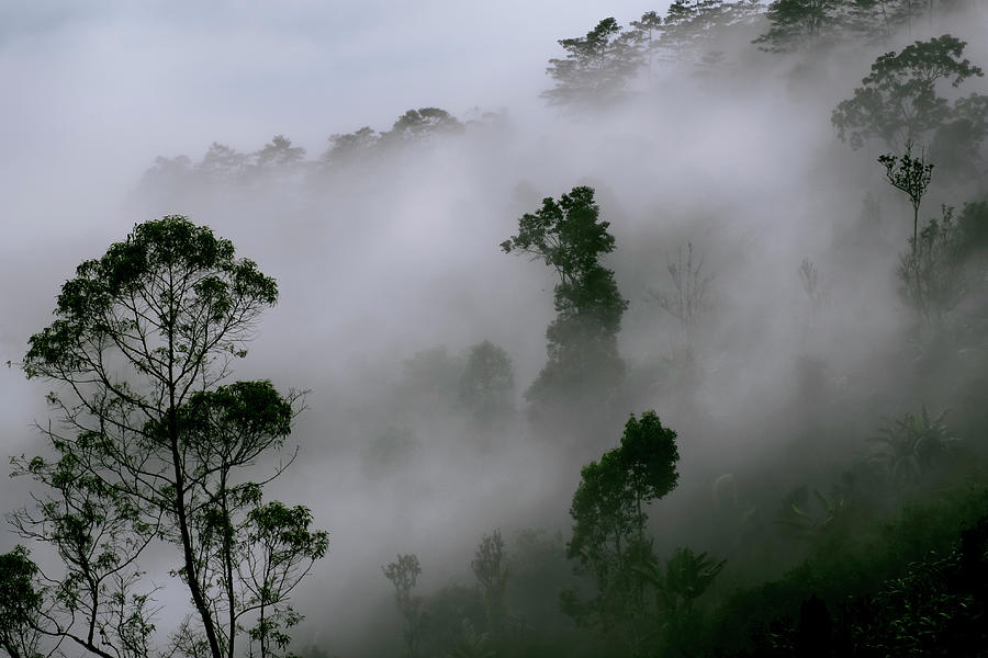 Misty Forest Photograph By Putu Arnawa