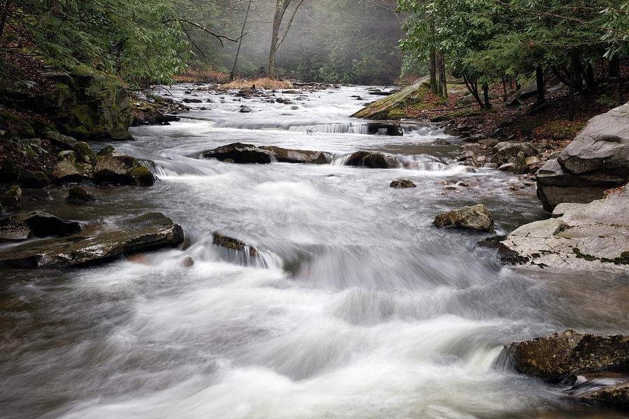 Misty Forest Stream Photograph by Karen Lee Ensley