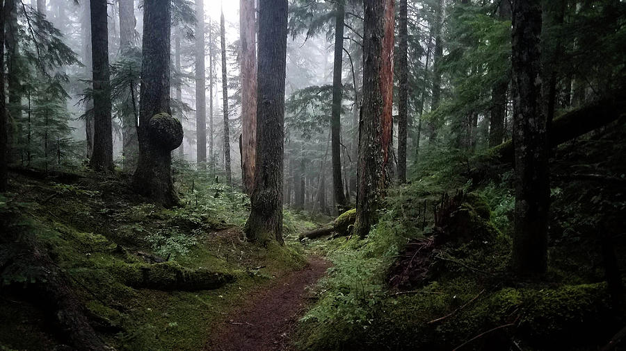 Misty Forest Photograph By Tyler Flint