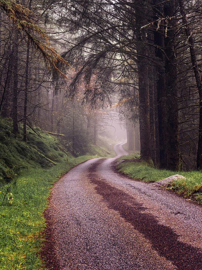 Misty Forest Road Photograph by David Brookens - Fine Art America